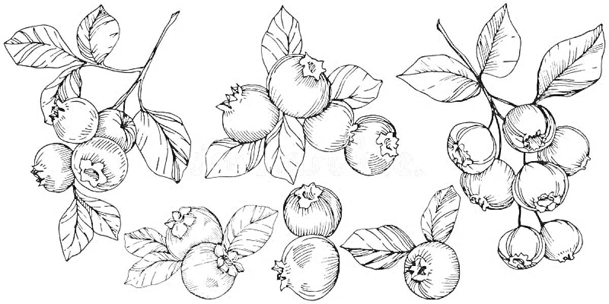 Раскраска Ветки голубики с ягодами и листьями