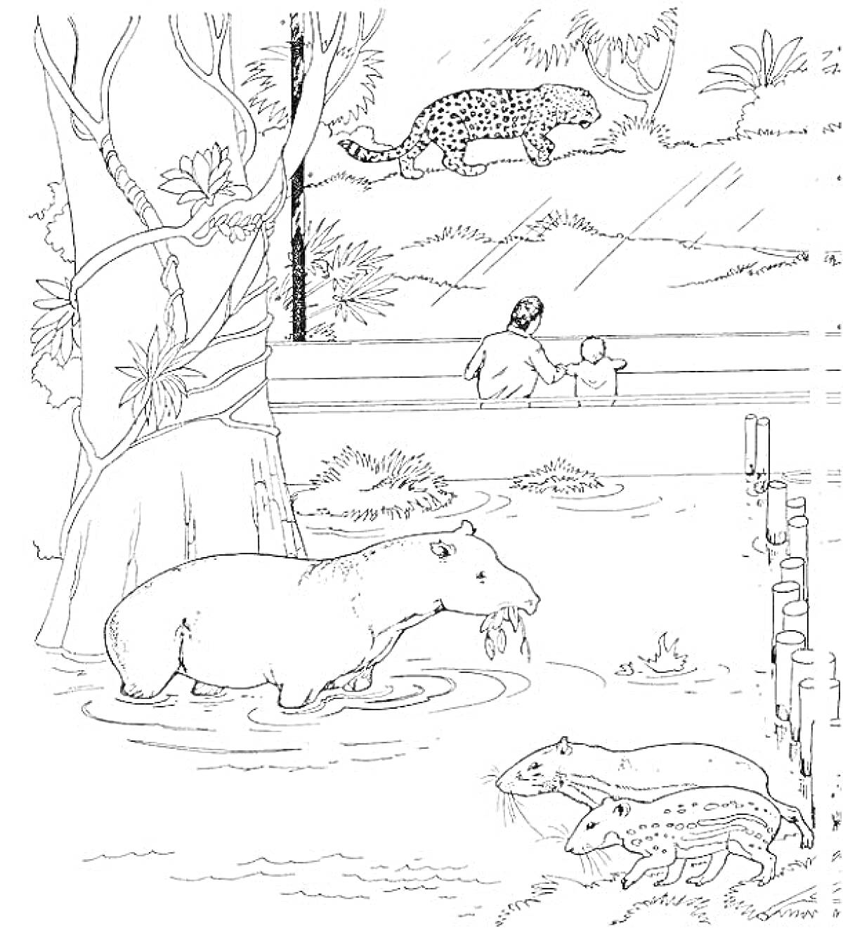 На раскраске изображено: Зоопарк, Капибара, Леопард, Ребенок, Наблюдение, Природа, Животные