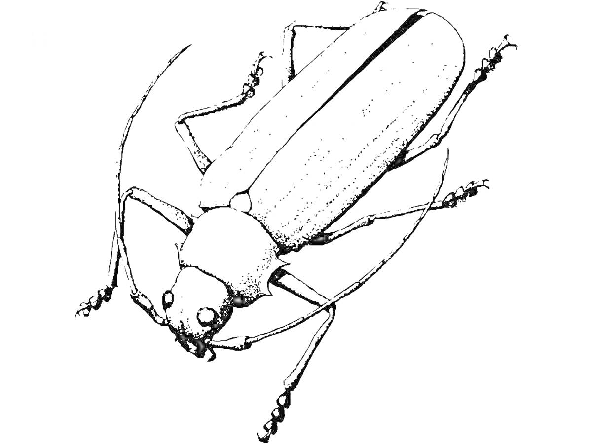 Раскраска Таракан крупным планом с антеннами и лапками
