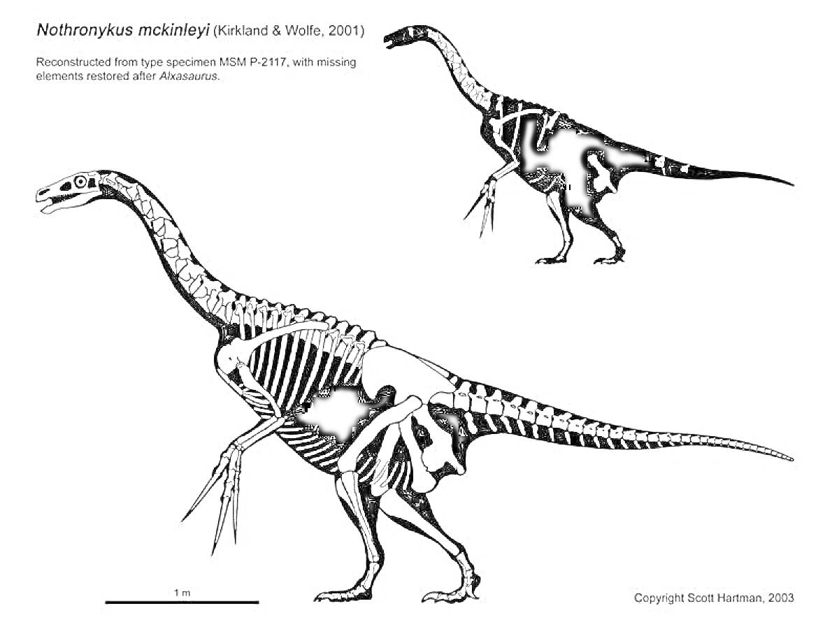Раскраска Нотроніхус мексиканий (костный скелет теризинозавра)