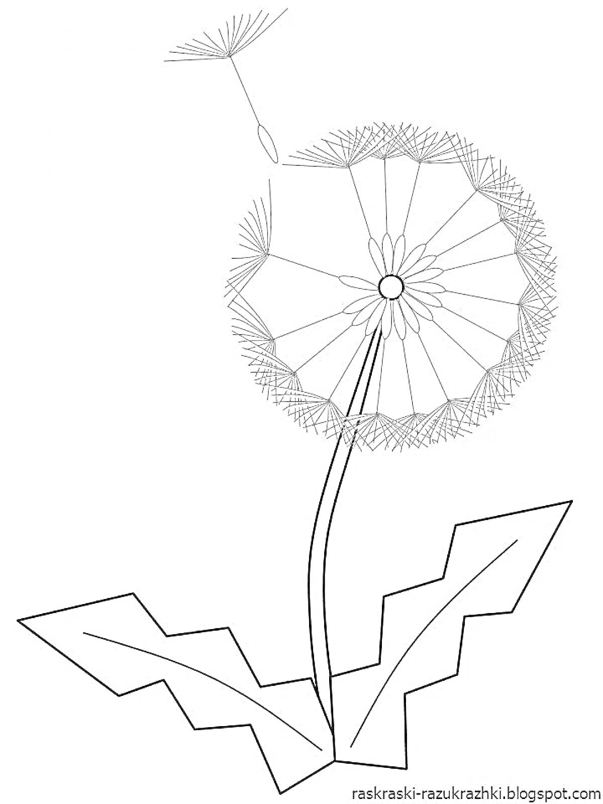 Раскраска Одуванчик с семечками, стеблем и листьями