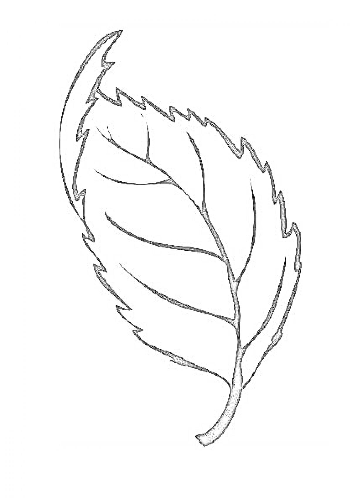 Черно-белая раскраска с изображением листа дерева с прожилками
