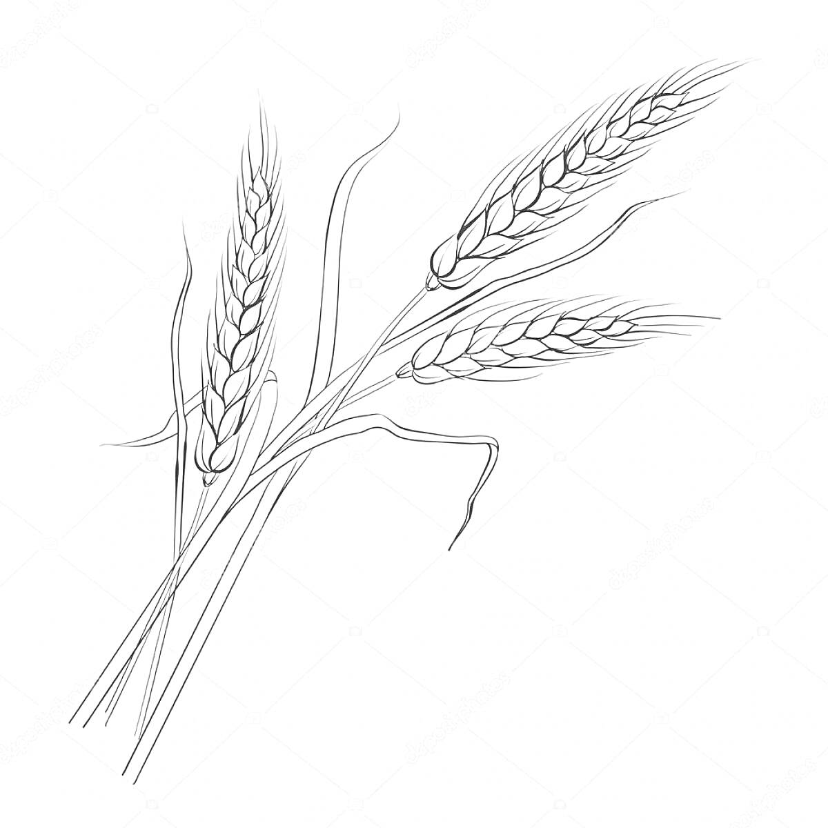 На раскраске изображено: Пшеница, Природа, Растения, Сельское хозяйство, Ботаника, Зерна, Колос