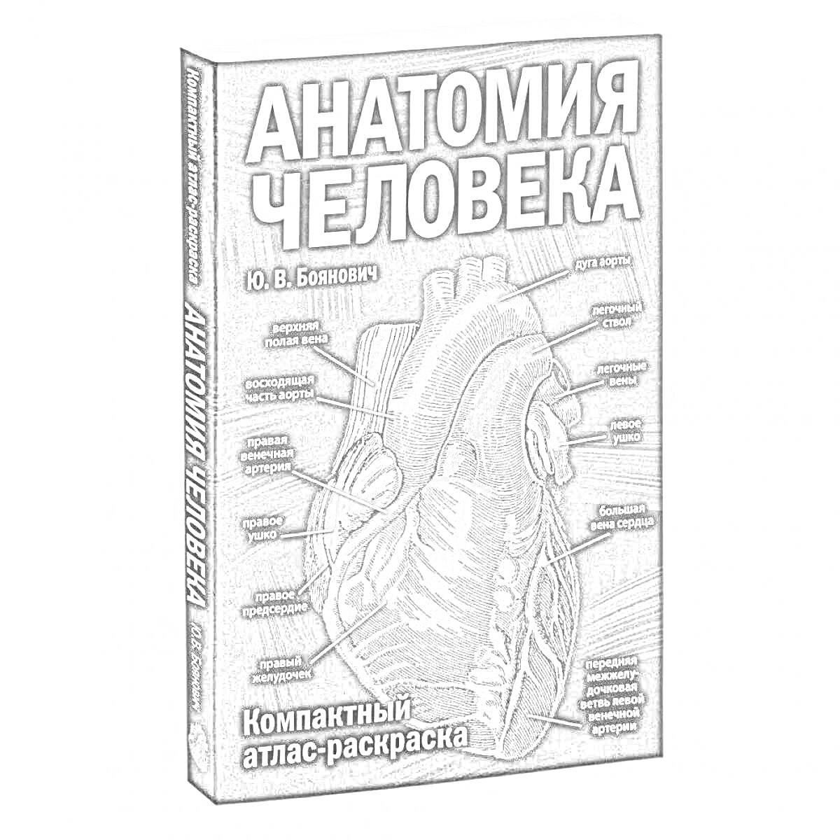 Компактный атлас-раскраска по анатомии человека. Изображены анатомические части сердца, такие как: дуга аорты, верхняя полая вена, легочная артерия, клапаны, соединительная ткань и мышцы сердца, нижняя полая вена, полуавтоматическая сеть нервов, эндокард 