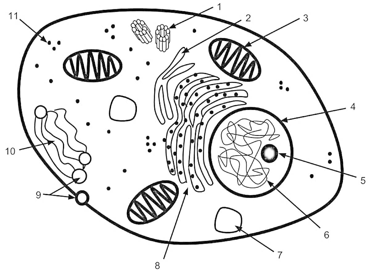 Клетка с митохондриями, рибосомами, аппаратом Гольджи, эндоплазматическим ретикулумом, ядром, вакуолями, клеточной мембраной и центриолями