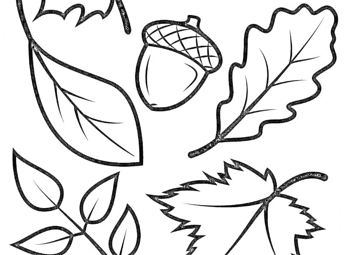 На раскраске изображено: Осень, Листья, Природа, Желуди, Контурные рисунки, Шаблоны