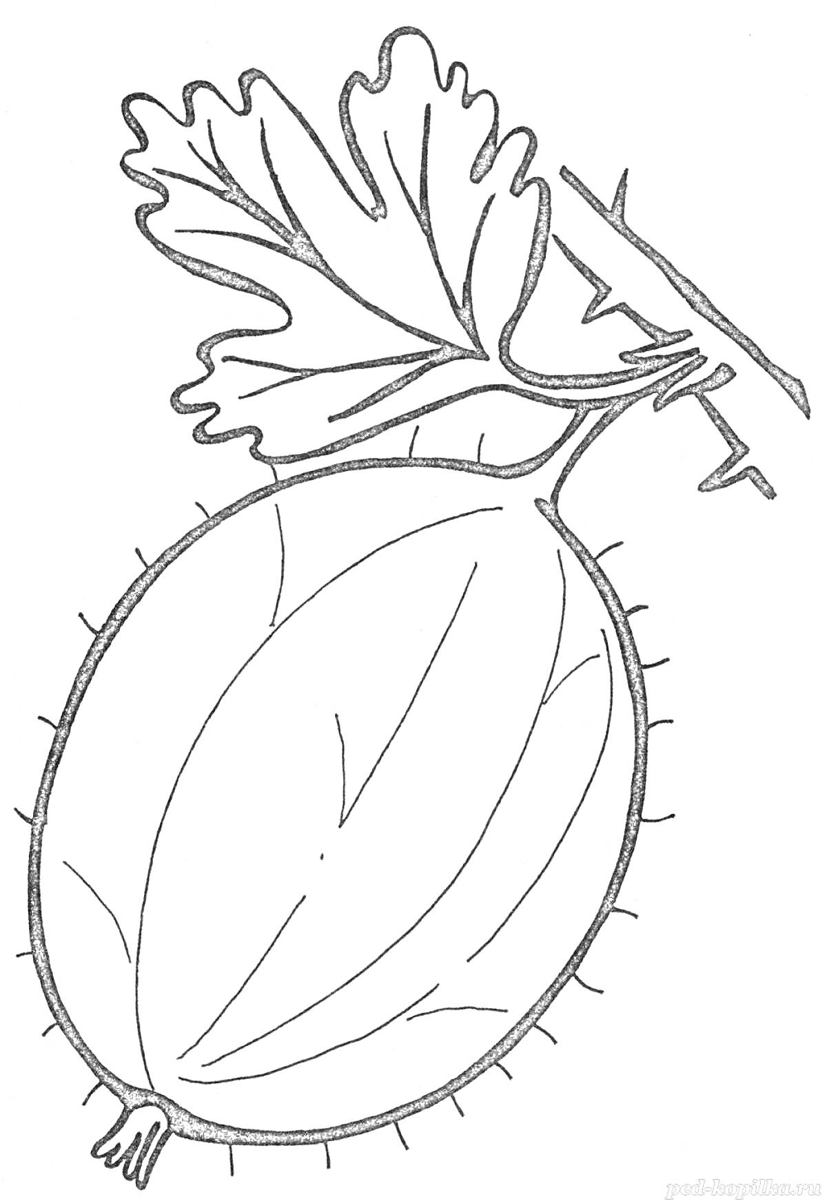 Раскраска Крыжовник с листьями и веткой