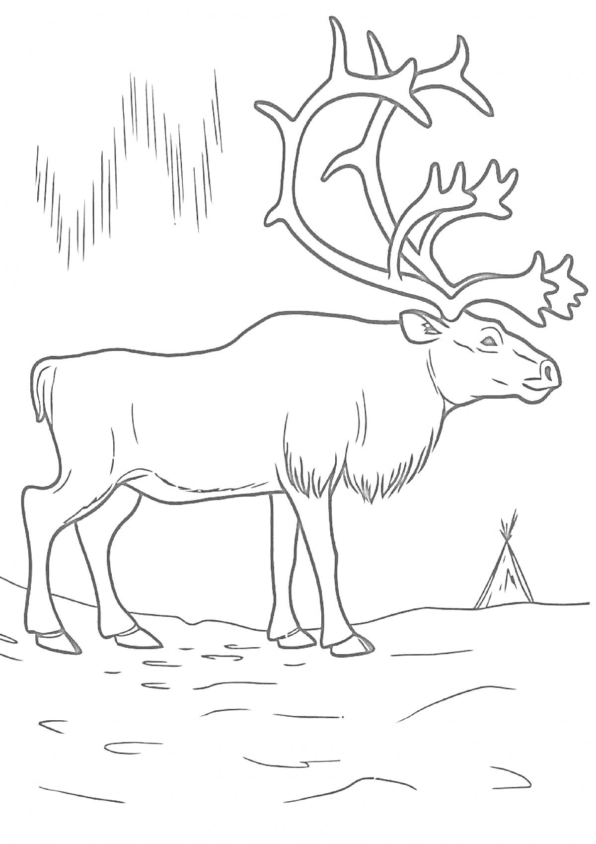 На раскраске изображено: Северный олень, Животные севера, Палатка, Природа, Снег, Лес, Дошкольники