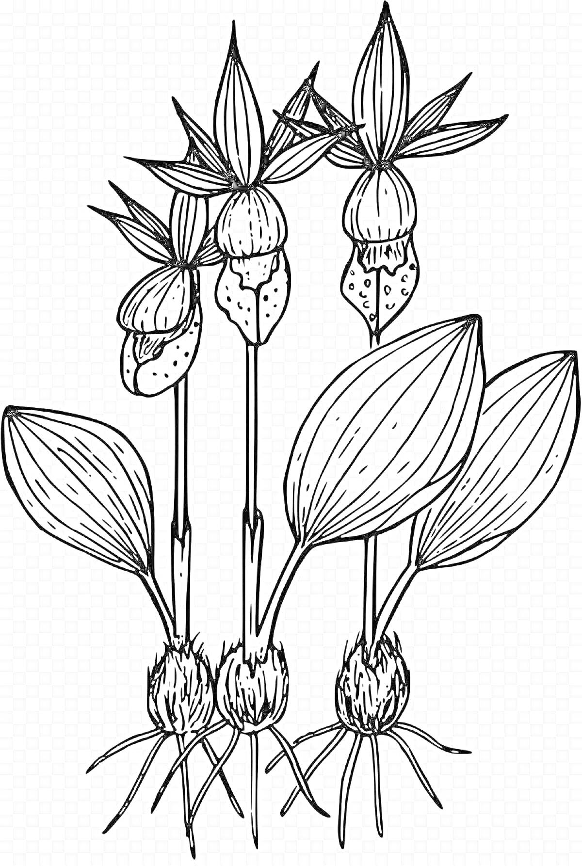 Раскраска с венериным башмачком, три цветка, стебли, листья, корни