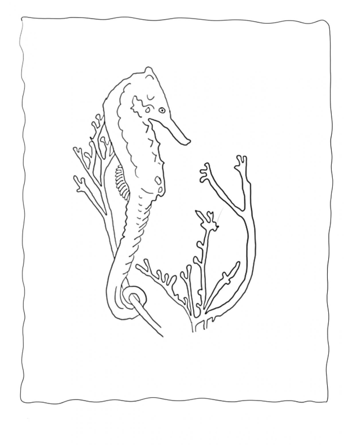 Раскраска Морской конек среди водорослей