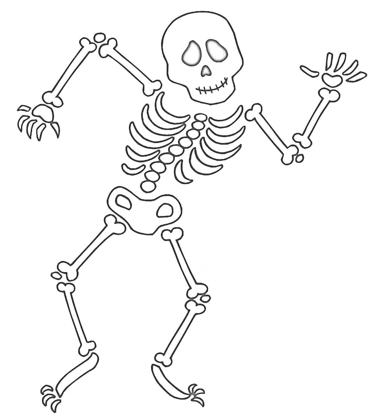 Раскраска Скелет человека с поднятыми руками и ногами, череп с черными глазницами, часть позвоночника, ребра, тазобедренные кости, конечности с костями рук и ног