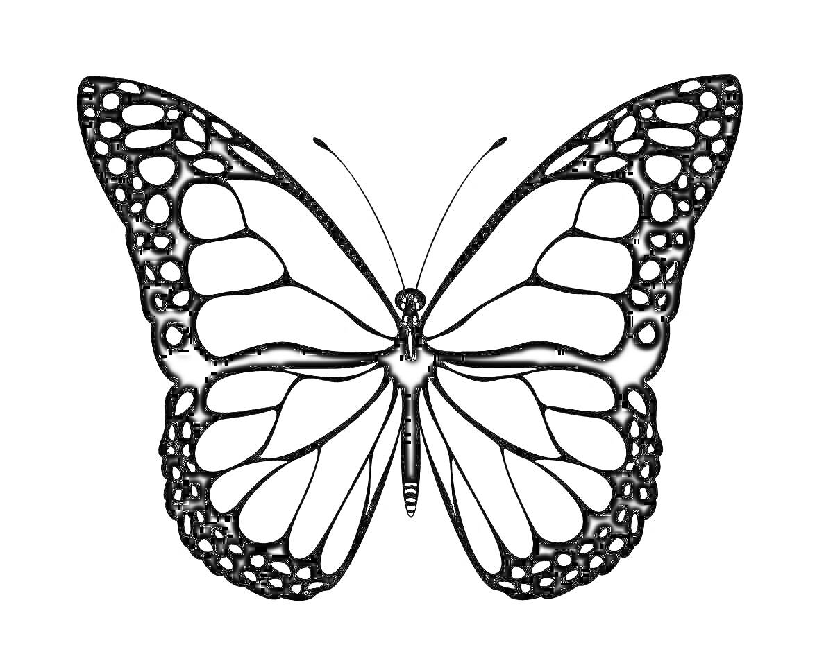 Раскраска Черно-белая бабочка с узором на крыльях