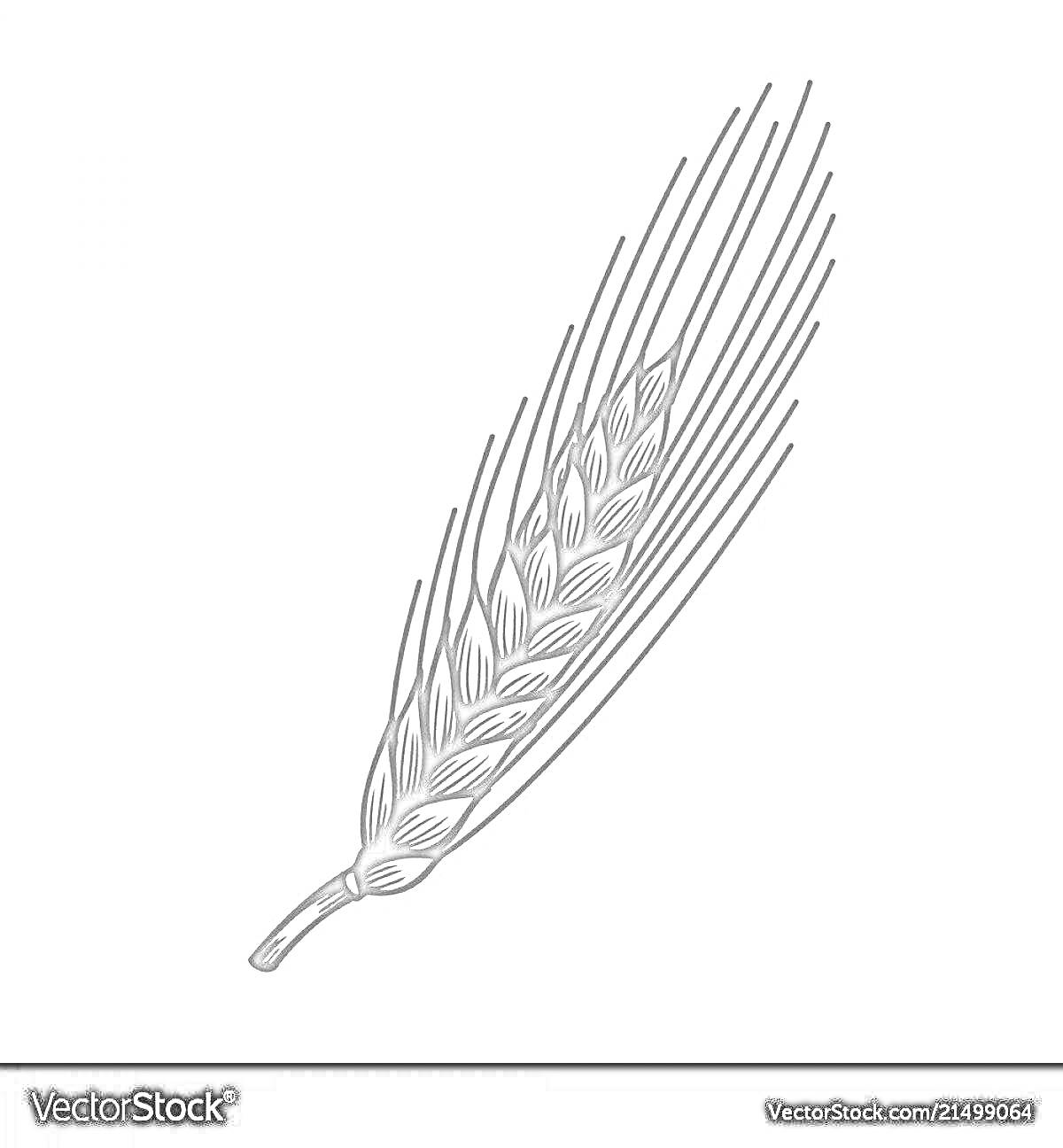 Раскраска с изображением одного колоска злака