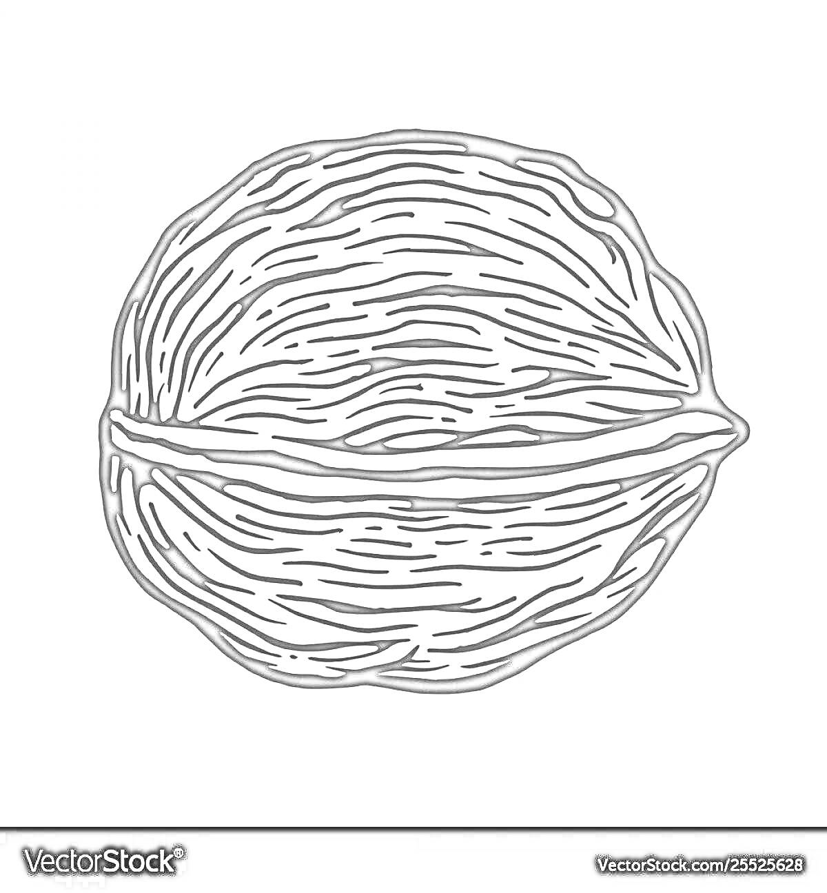 Раскраска Цельный грецкий орех, вид с одной стороны