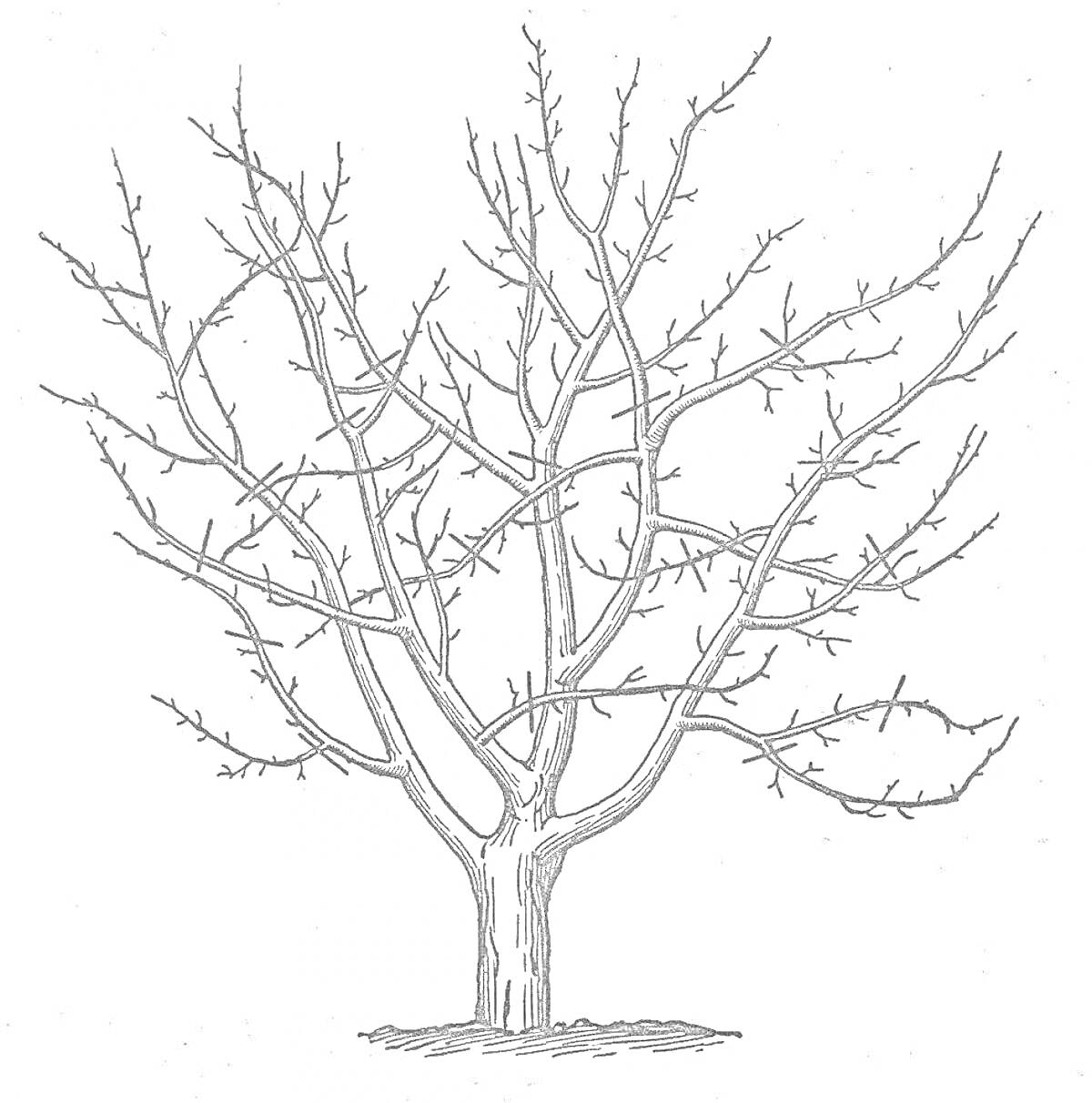 На раскраске изображено: Без листьев, Природа, 3-4 года, Набросок