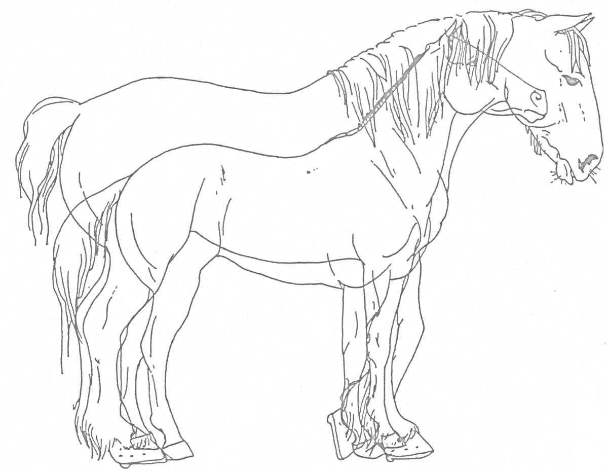 Раскраска Линии рисунка коня породы шайр, с отображением деталей головы, тела, ног и хвоста