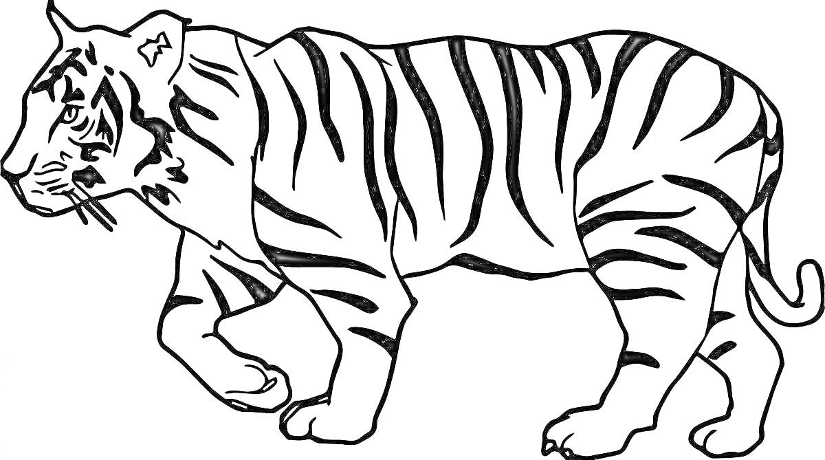 Раскраска Белый тигр с черными полосами, стоящий в профиль