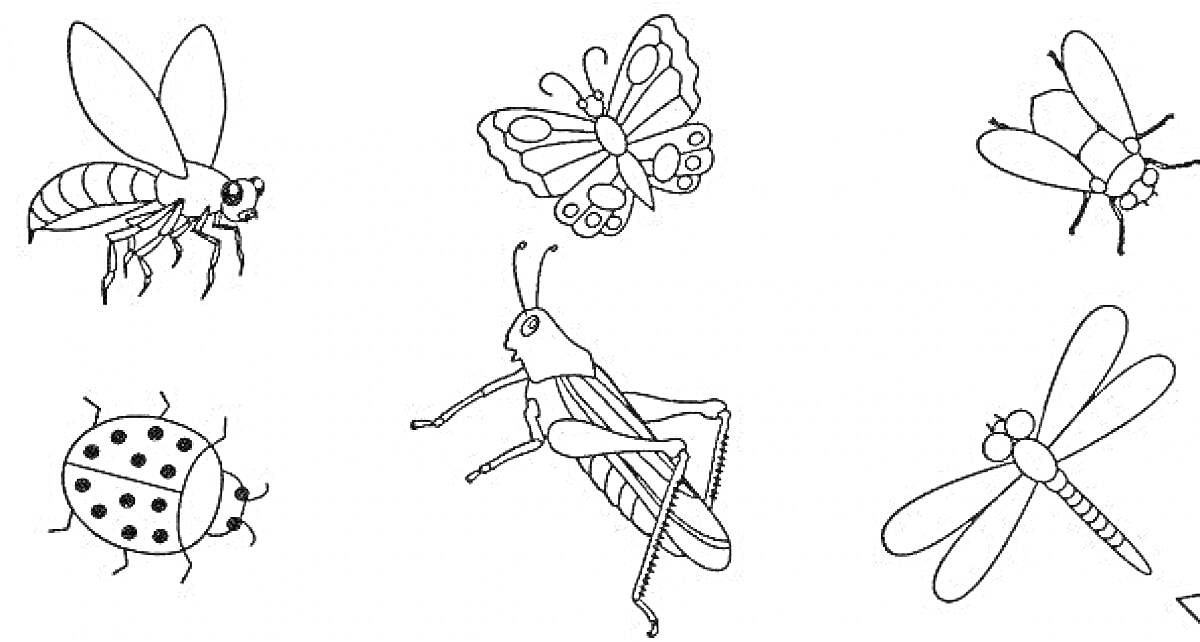 На раскраске изображено: Бабочка, Муха, Кузнечик, Окружающий мир, 1 класс