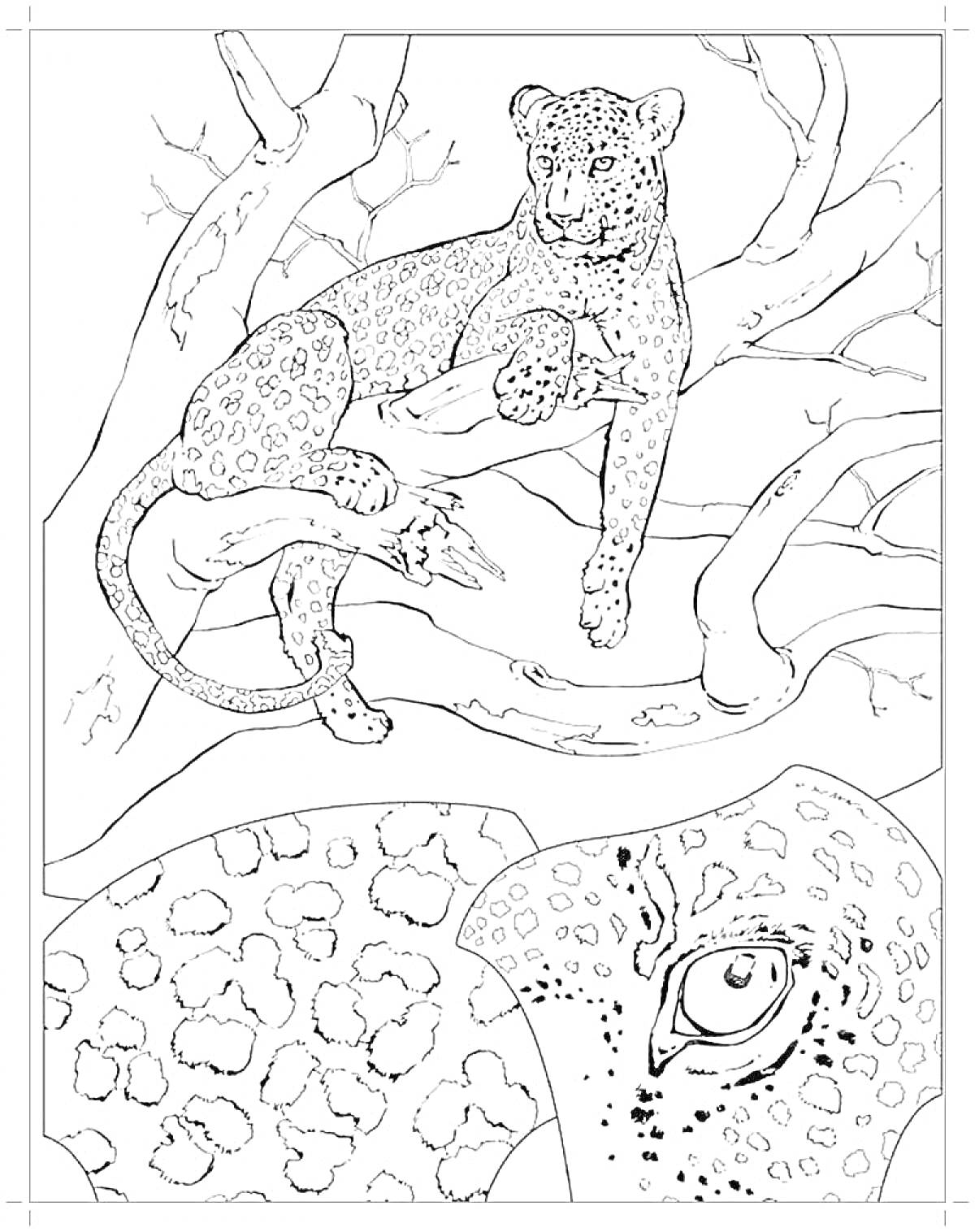 Раскраска Гепард на дереве и крупный план глаза и пятен