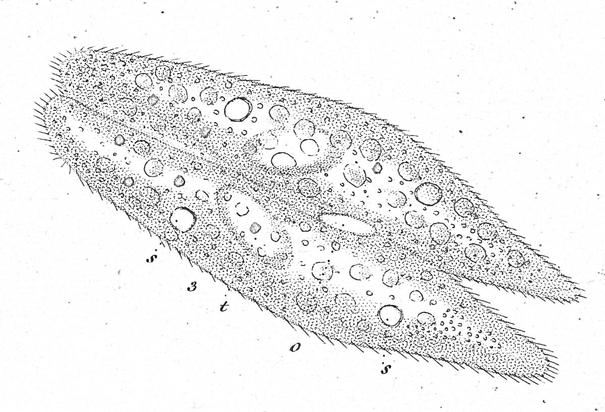 Инфузория туфелька с ресничками и внутренними органоидами