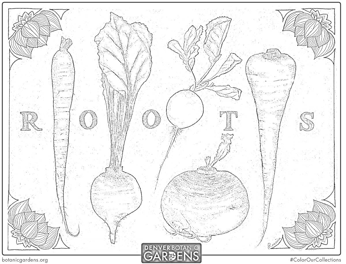 На раскраске изображено: Ботаника, Корнеплоды, Морковь, Свекла, Редька, Буквы, Декоративные элементы