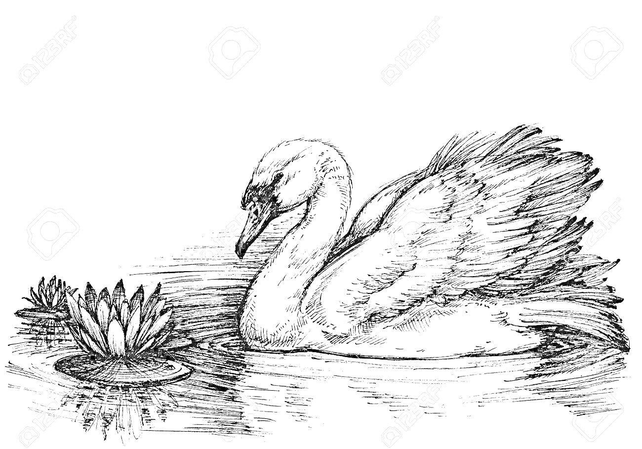 На раскраске изображено: Лебедь, Пруд, Вода, Природа, Птица