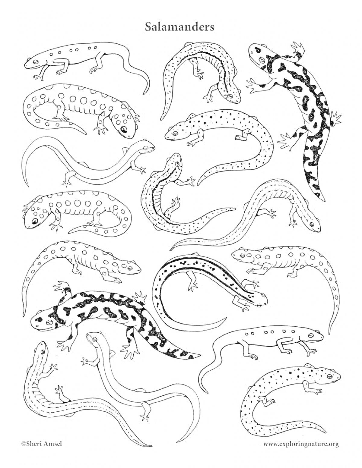 Раскраска Раскраска с различными видами саламандр, несколько саламандр с пятнами, полосами и однотонных, расположенные хаотично на листе.