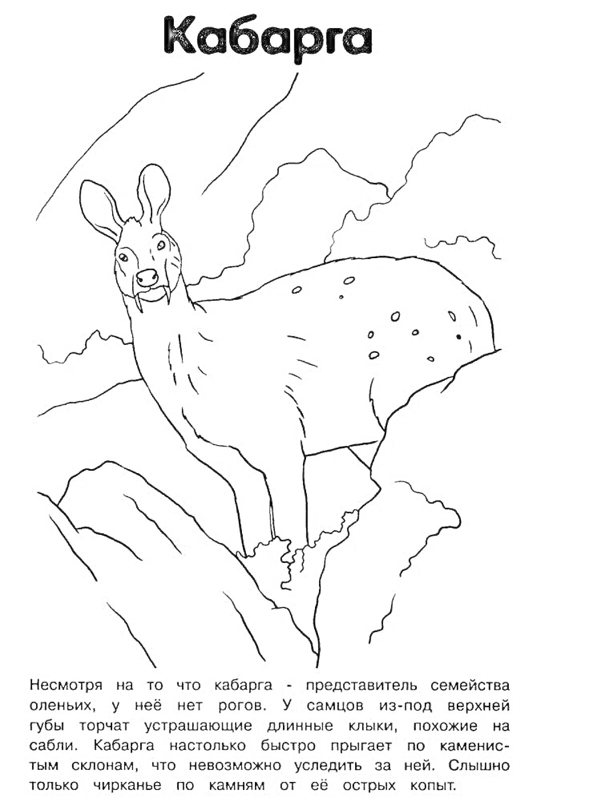 Кабарга на каменистой местности с кустарниками