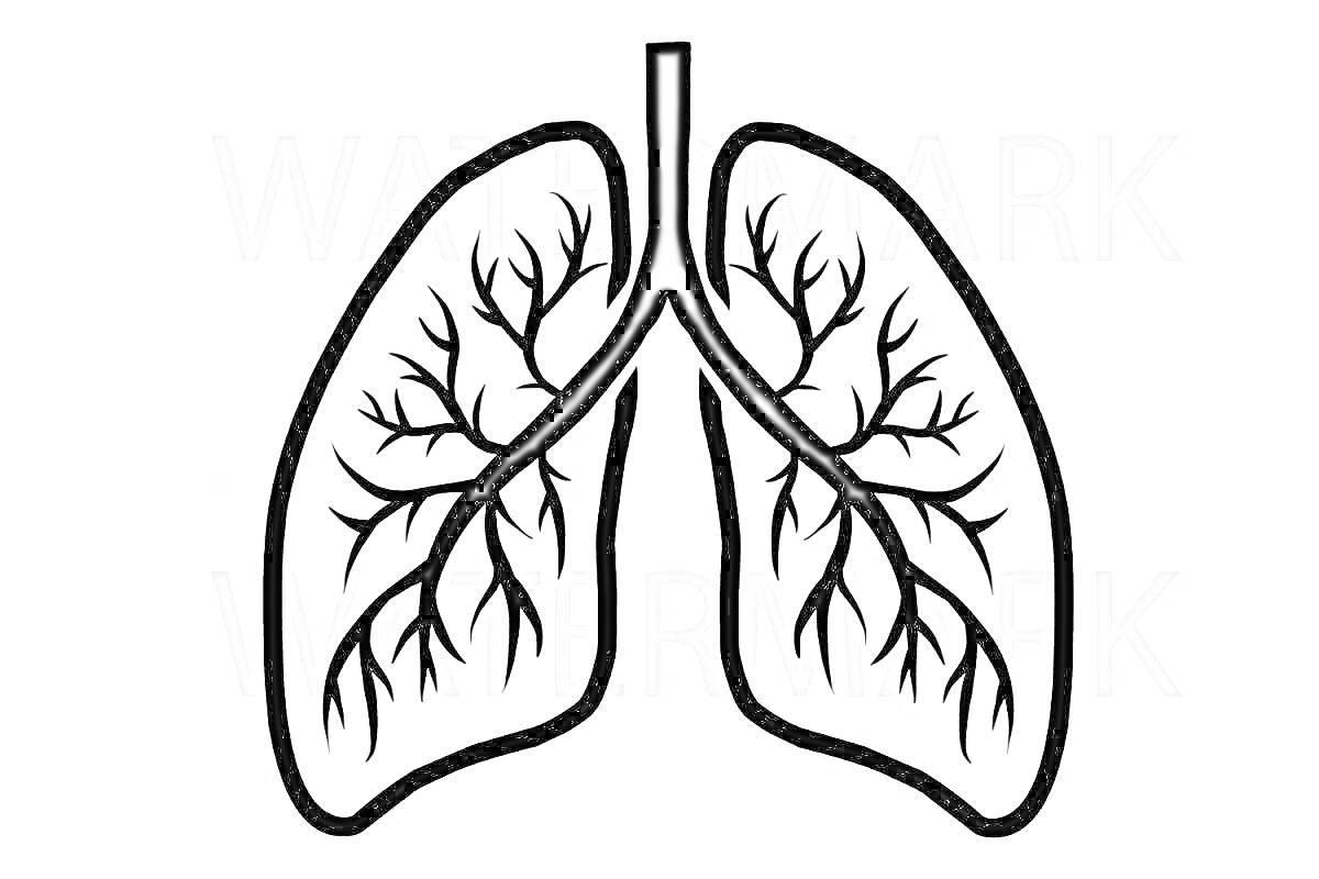 Раскраска Легкие человека с бронхиальным деревом
