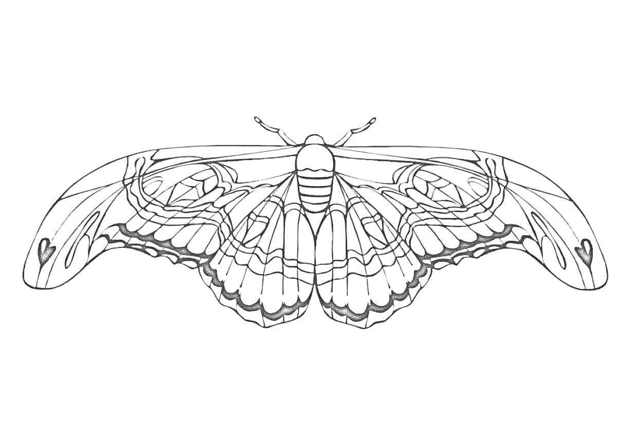 Раскраска Бражник с расправленными крыльями, детализированный рисунок