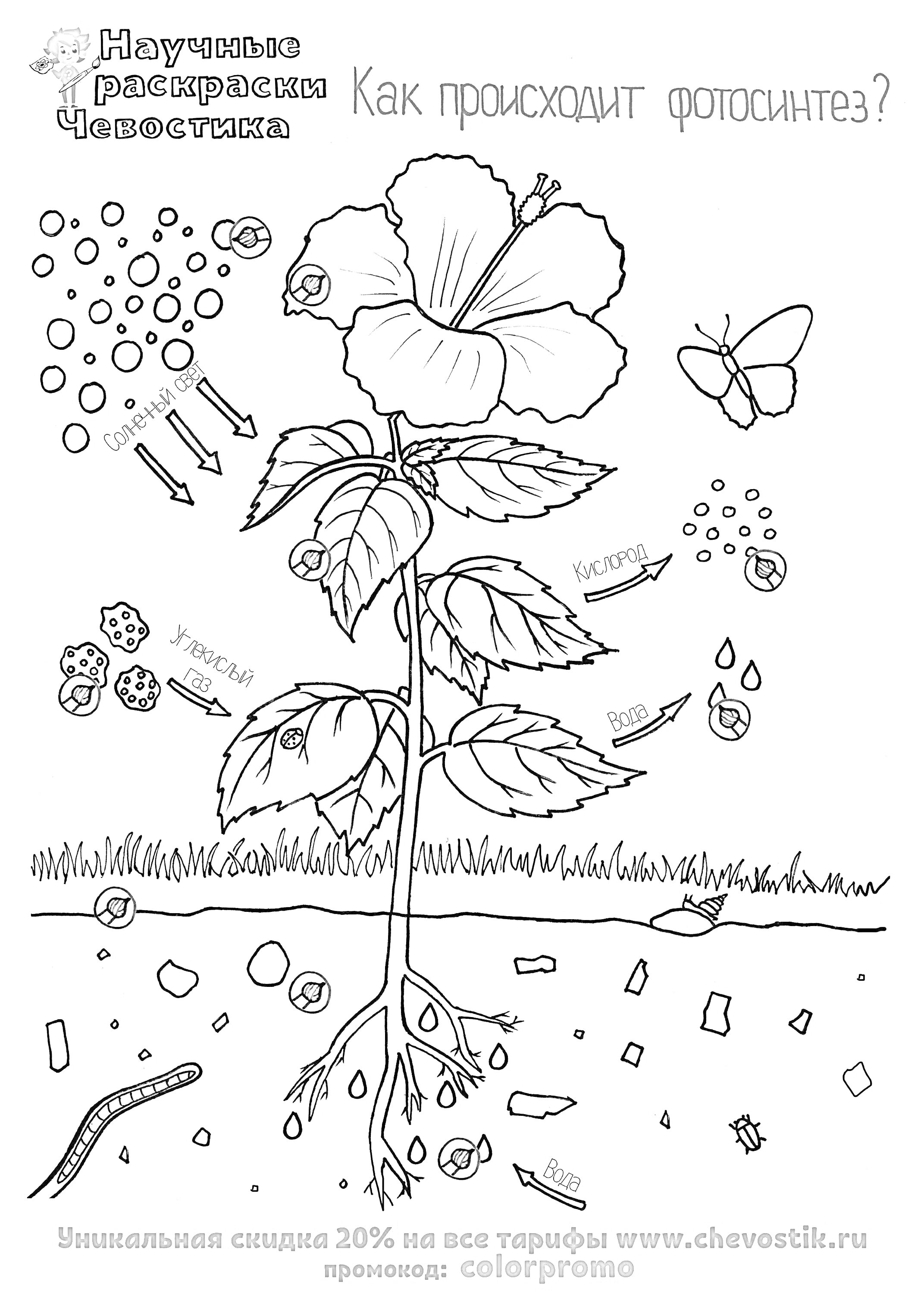 Раскраска Как происходит фотосинтез? Цветок с направленными стрелками, бабочка, солнечные лучи, молекулы углекислого газа и воды, корни, листья, почва с микроорганизмами