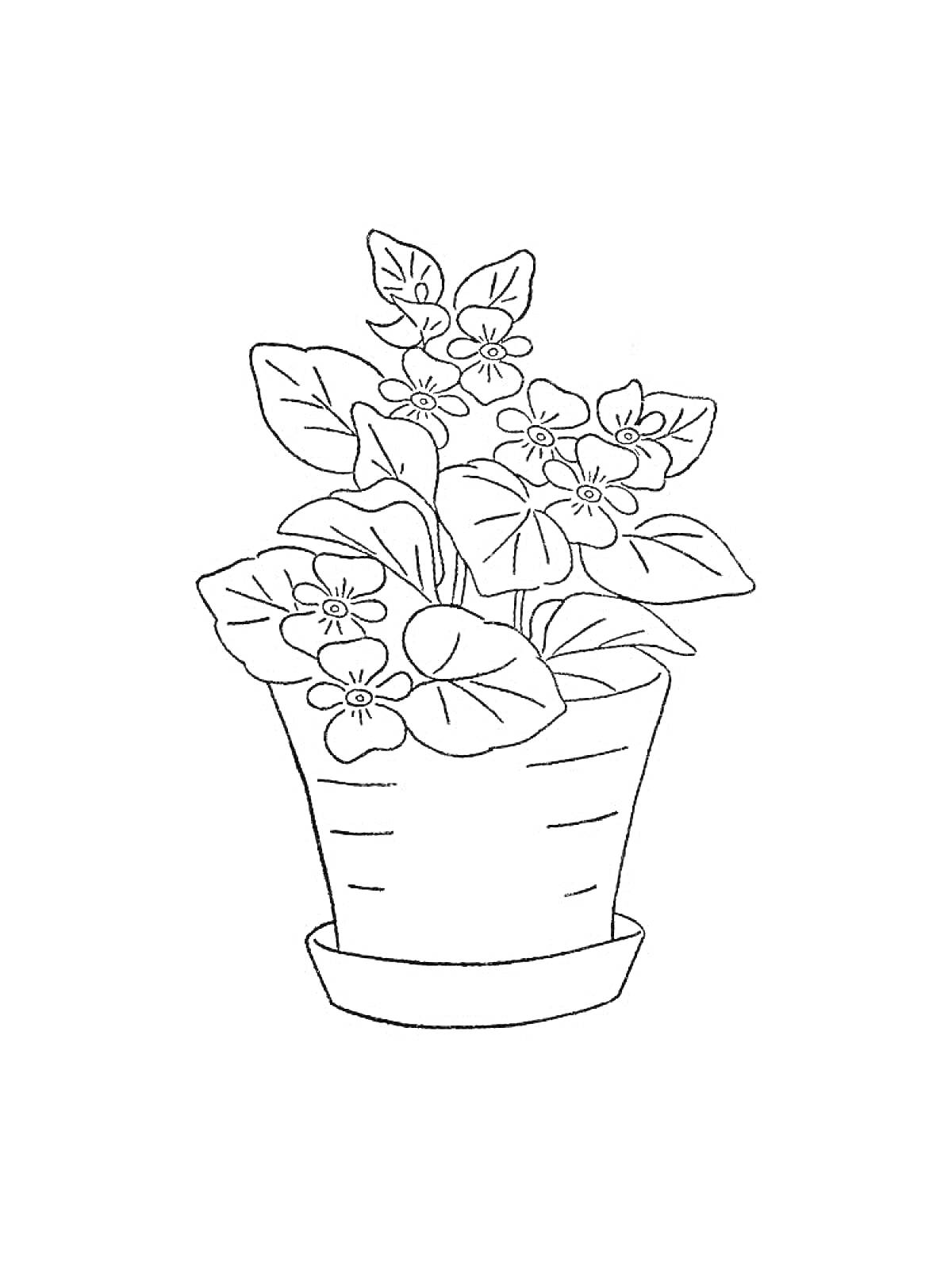 Раскраска Комнатное растение в горшке с цветами