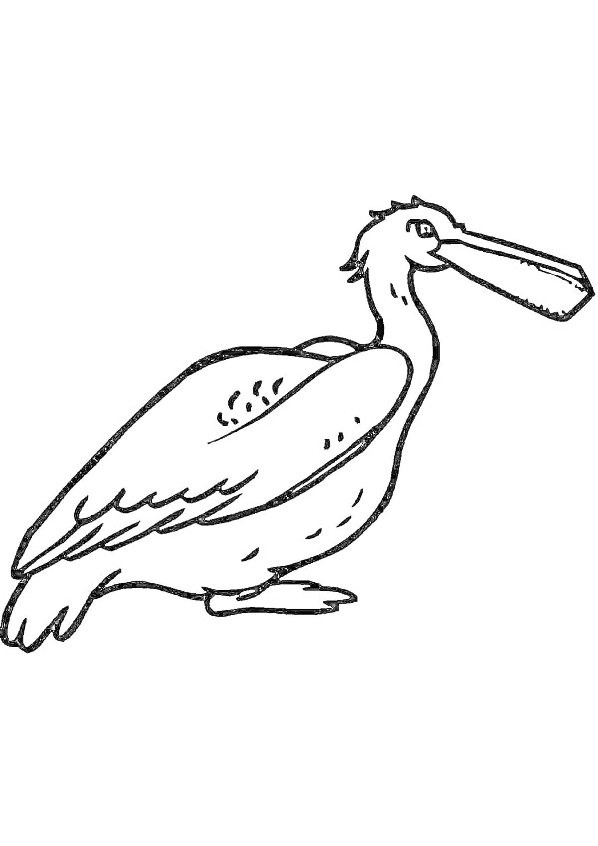 Раскраска Пеликан в профиль