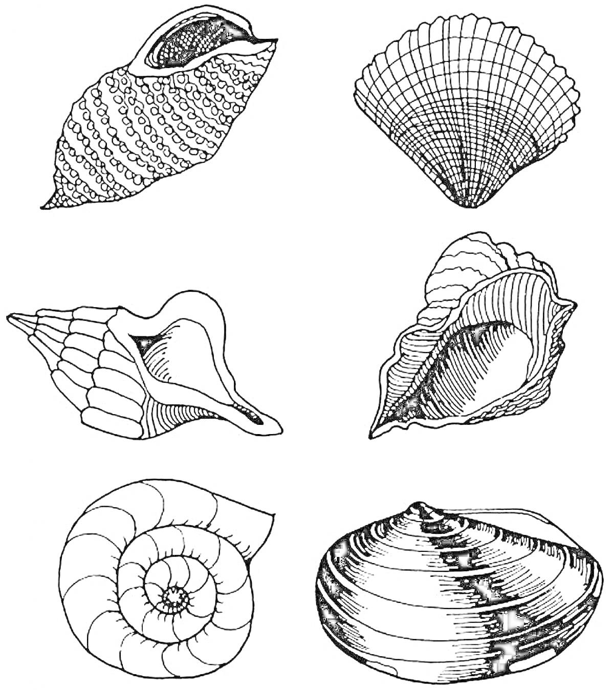 Раскраска Ракушки разных форм и размеров (спиральная ракушка, веерообразная ракушка, тропическая ракушка и другие)