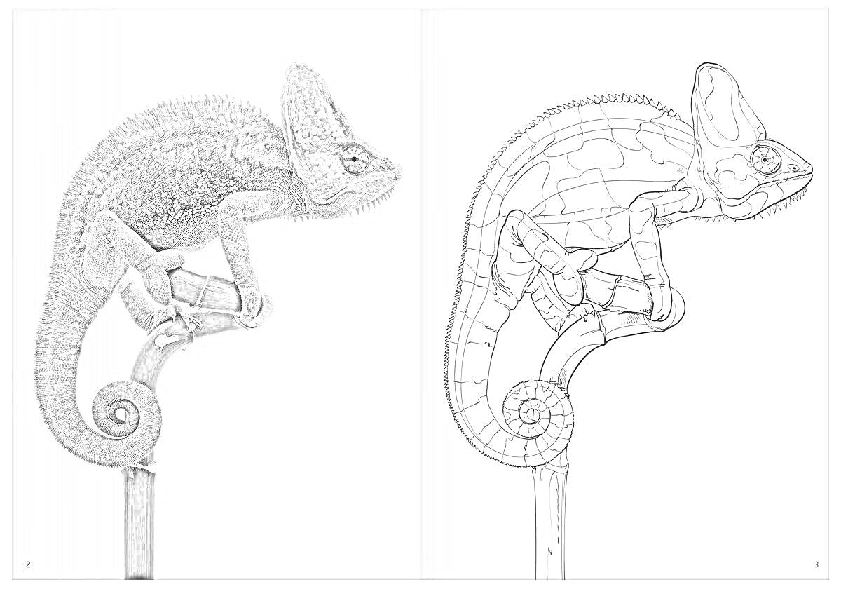 Раскраска Хамелеон на ветке с рисунком для раскраски