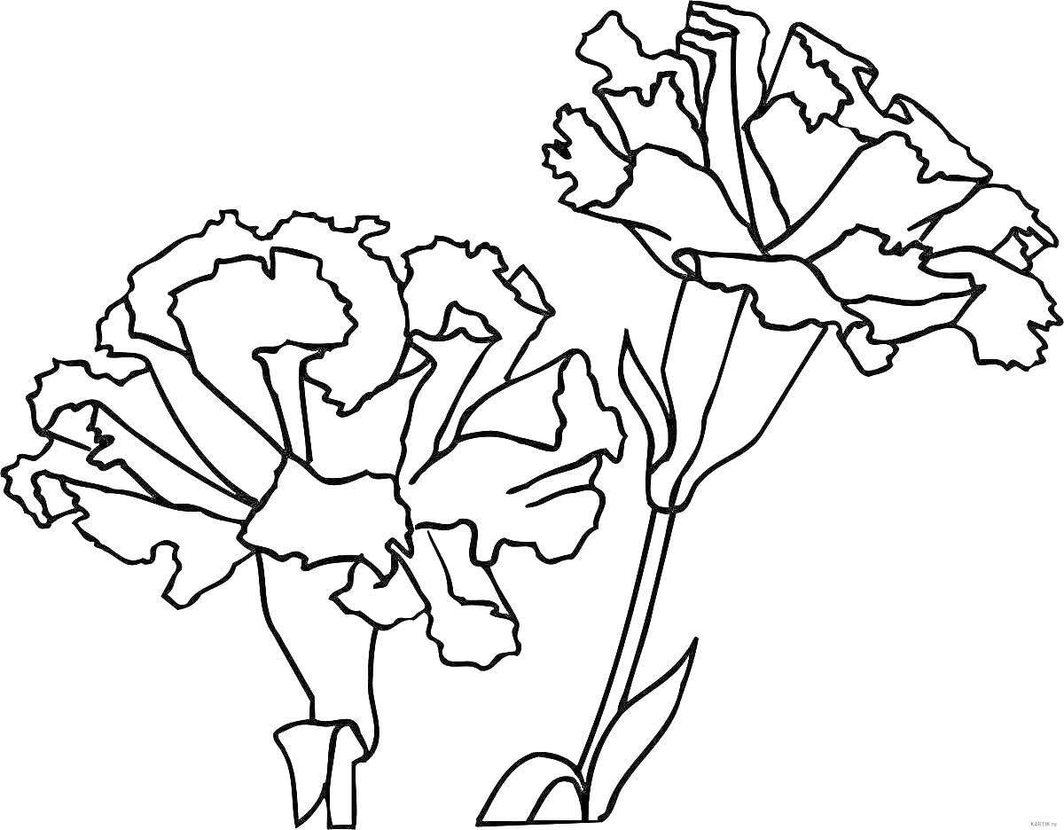 На раскраске изображено: Гвоздика, Листья, Цветы, Ботаника