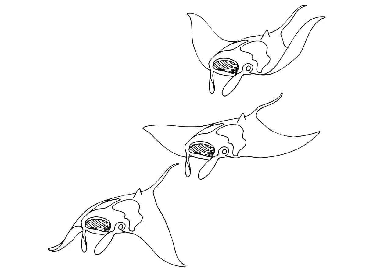 На раскраске изображено: Манта, Подводный мир