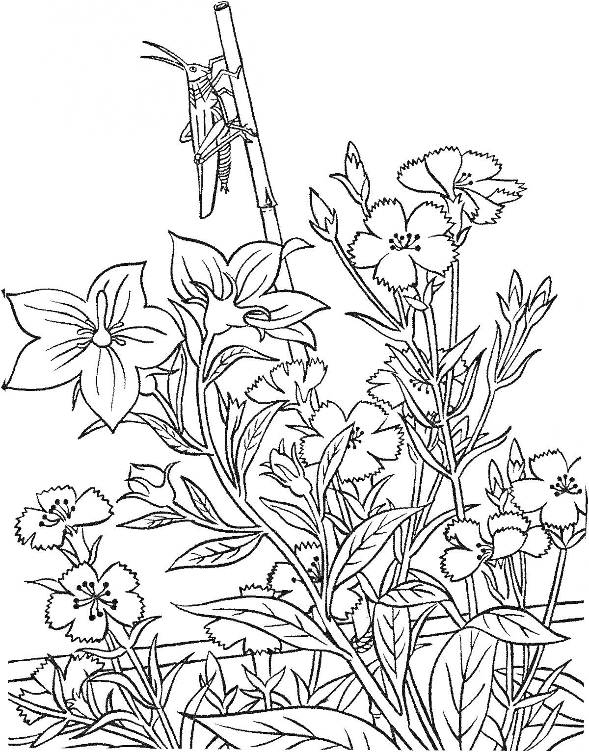 На раскраске изображено: Луг, Цветы, Кузнечик, Насекомое, Ботаника, Природа, Зелень