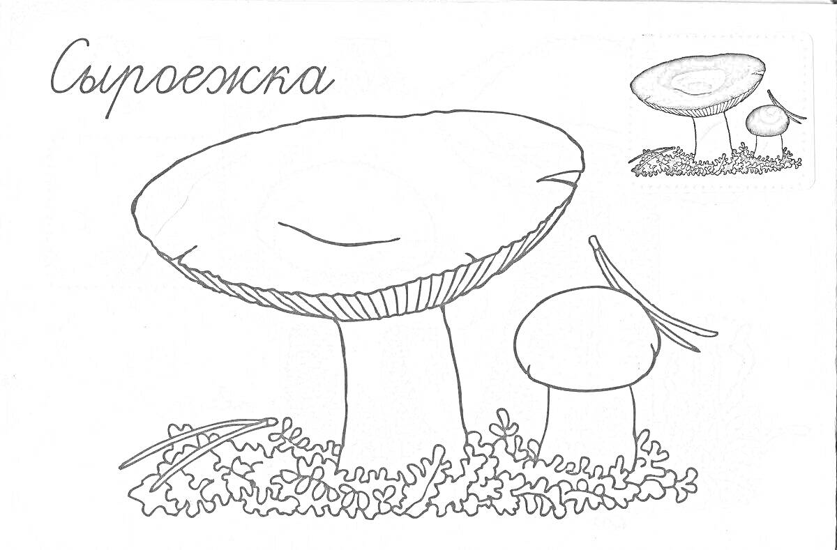 Раскраска Сыроежка с травой, иголками и одним маленьким грибком на фоне