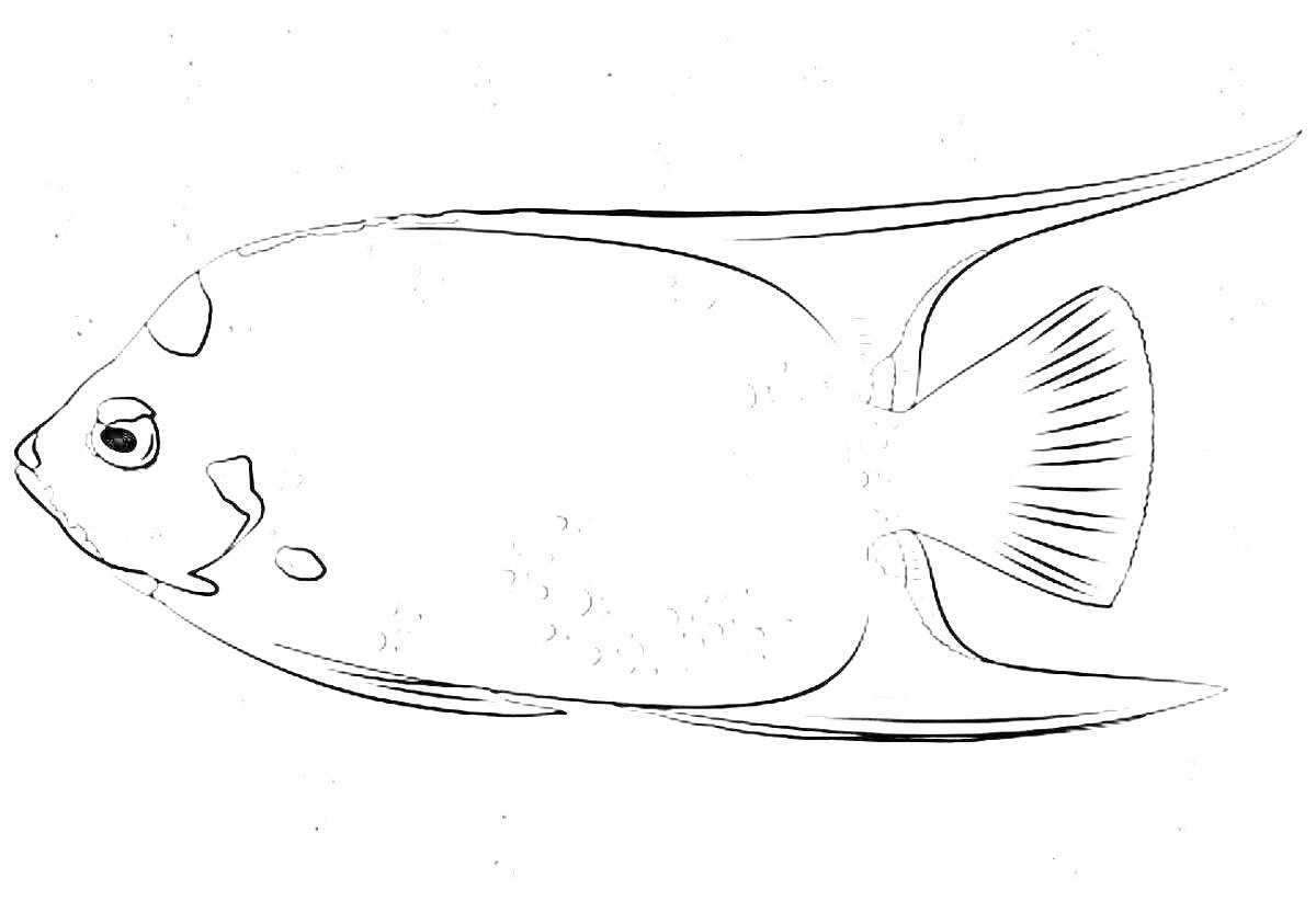 На раскраске изображено: Рыба, Плавники, Морская жизнь
