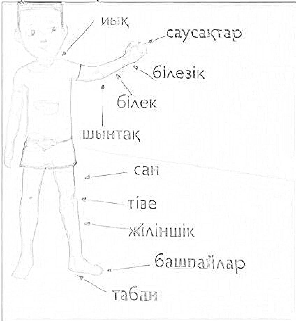 На раскраске изображено: Дене мүшелері, Адам, Бала