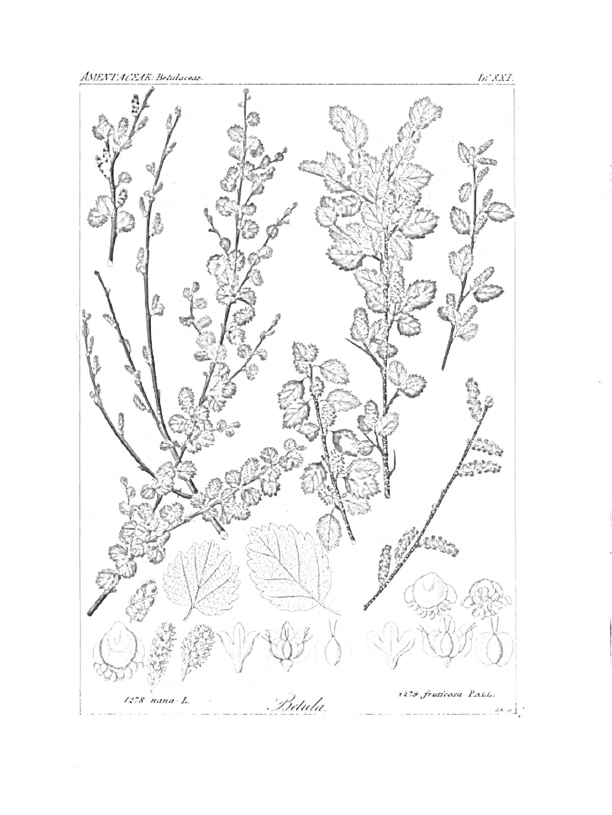 Раскраска Ветви и листья карликовой березы с детализированными изображениями шишек и сережек