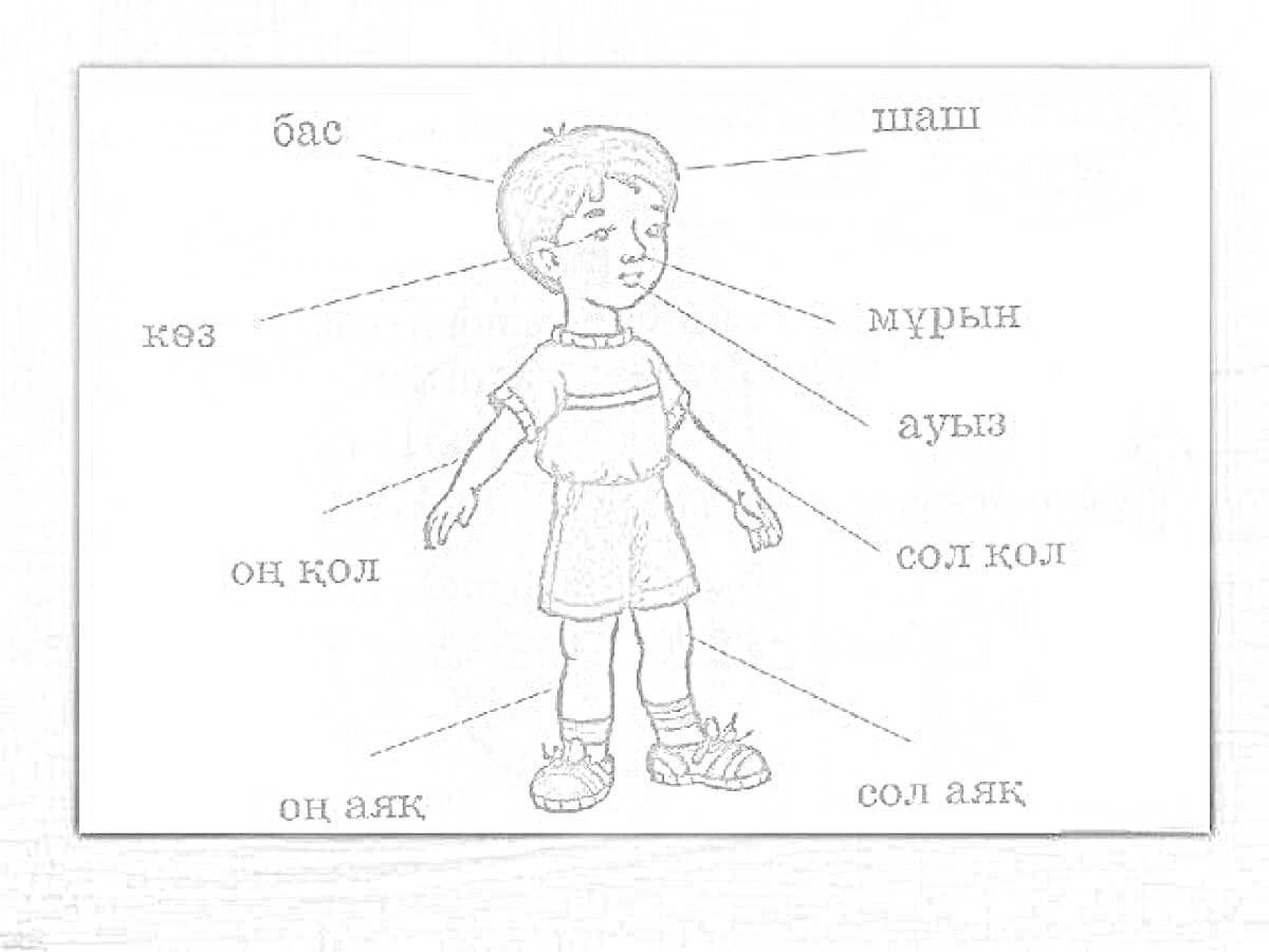 В центре изображения находится мальчик с метками, указывающими на части тела: бас, шаш, көз, мұрын, ауыз, оң қол, сол қол, оң аяқ, сол аяқ.