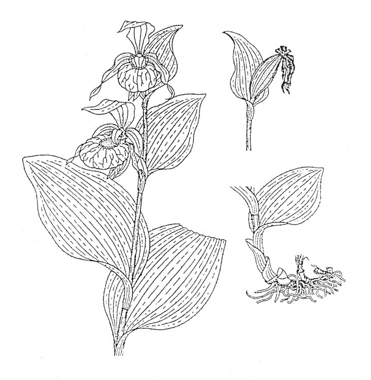 На раскраске изображено: Венерин башмачок, Орхидея, Растения, Ботаника, Цветы, Корни, Листья