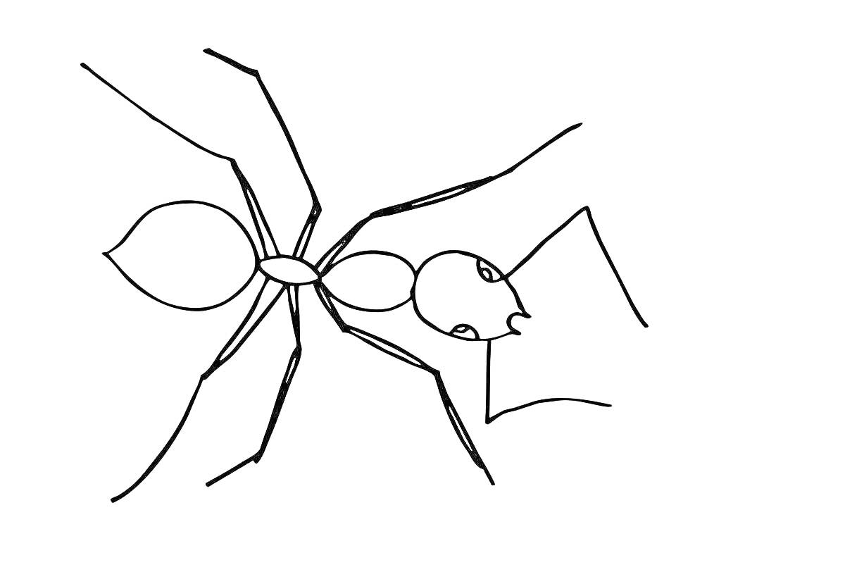 Раскраска Рисунок муравья с головой, грудью, брюшком и шестью ногами