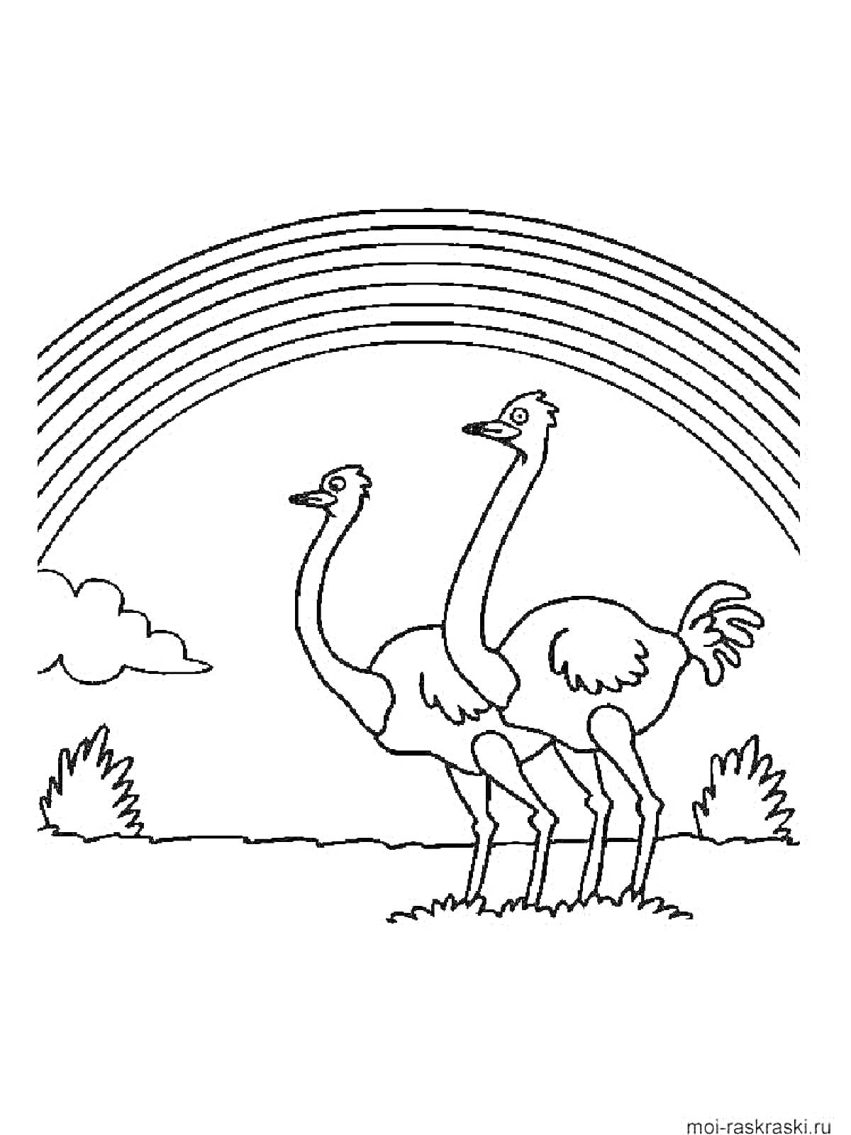 Раскраска Два страуса с радугой на фоне и облаком