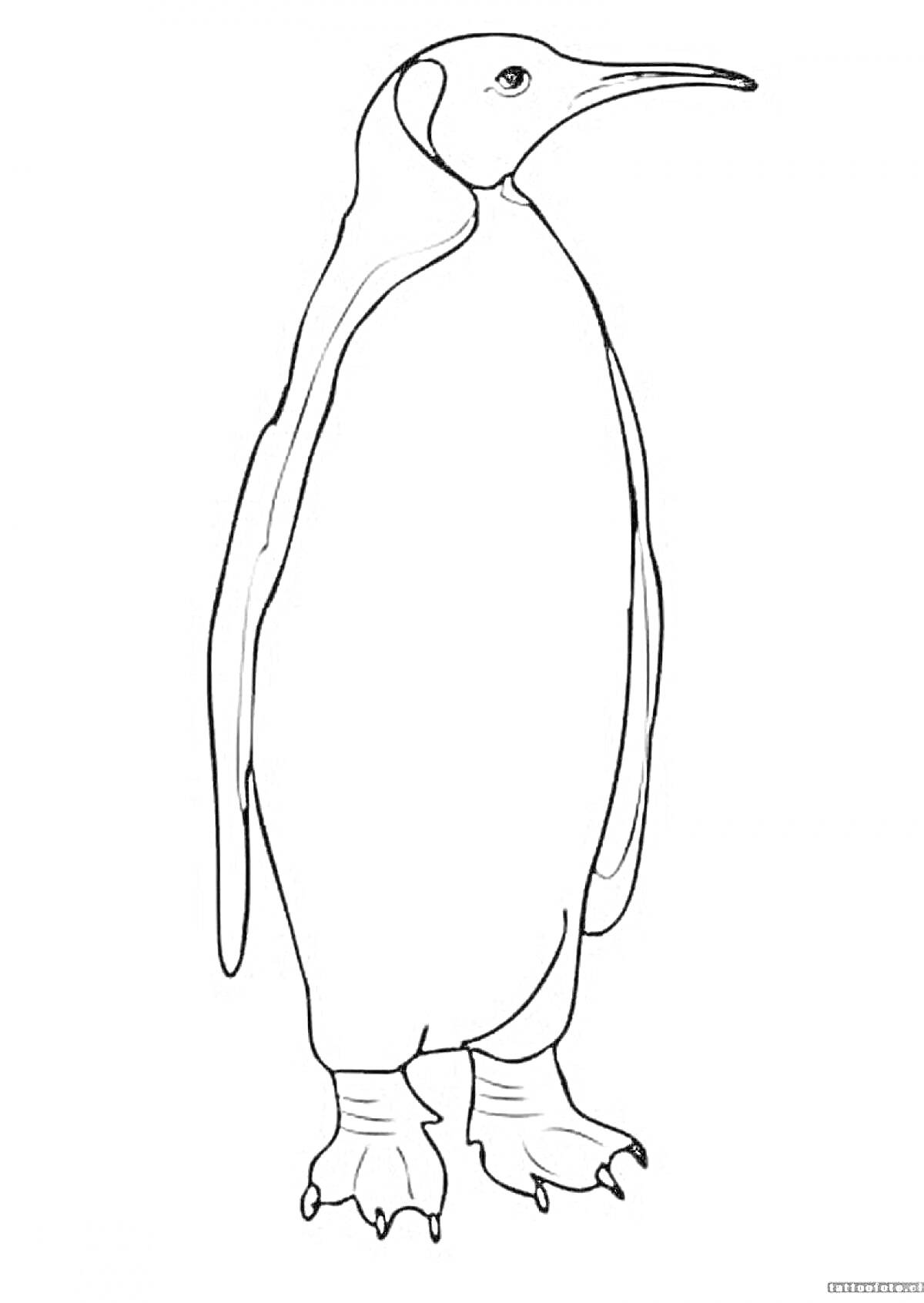 Раскраска Императорский пингвин стоящий на лапах
