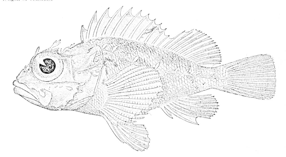 На раскраске изображено: Рыба, Спинной плавник, Глаза, Плавники, Детализированное изображение
