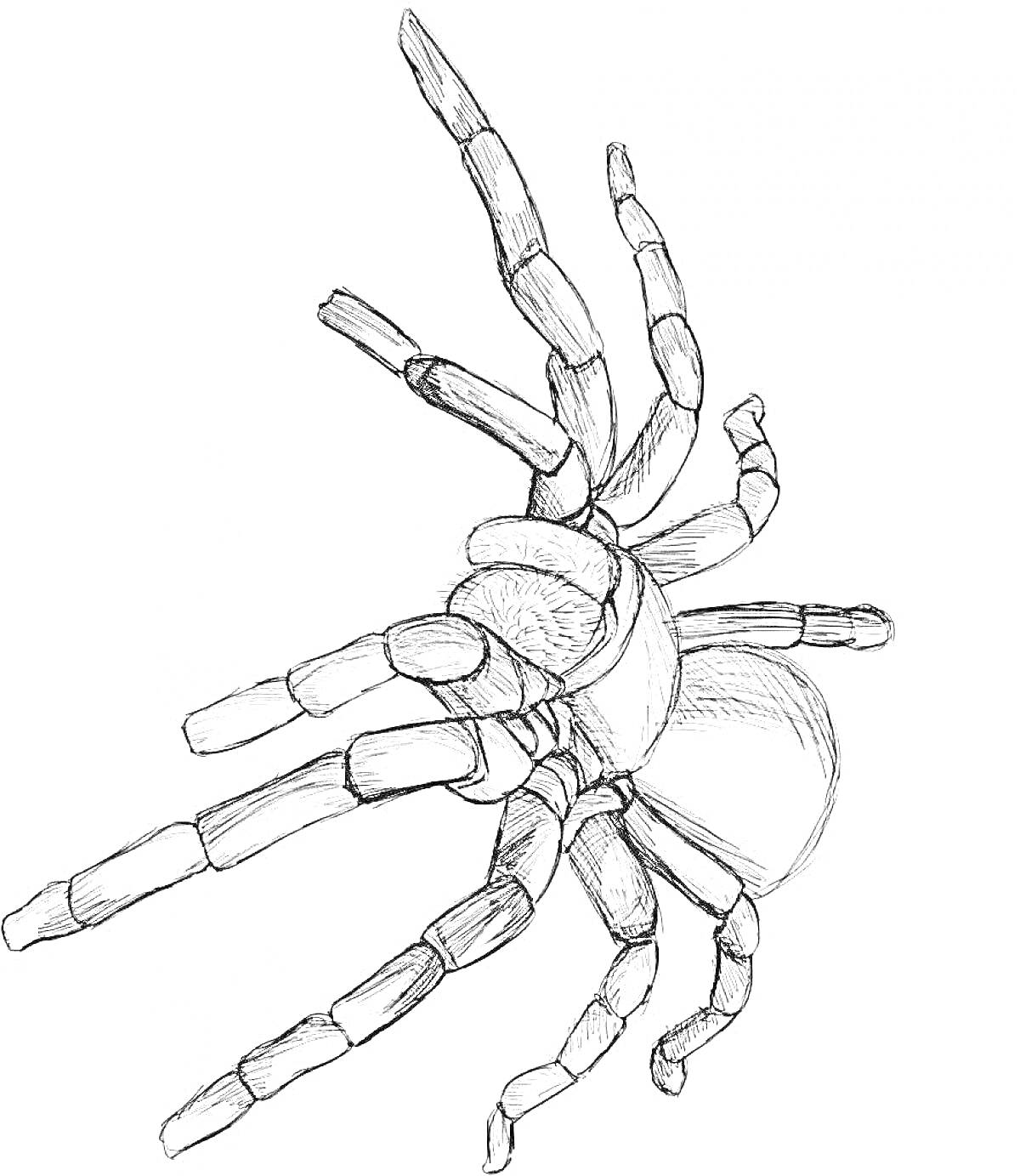 Раскраска Карандешный рисунок тарантула с выделенными деталями тела и конечностей