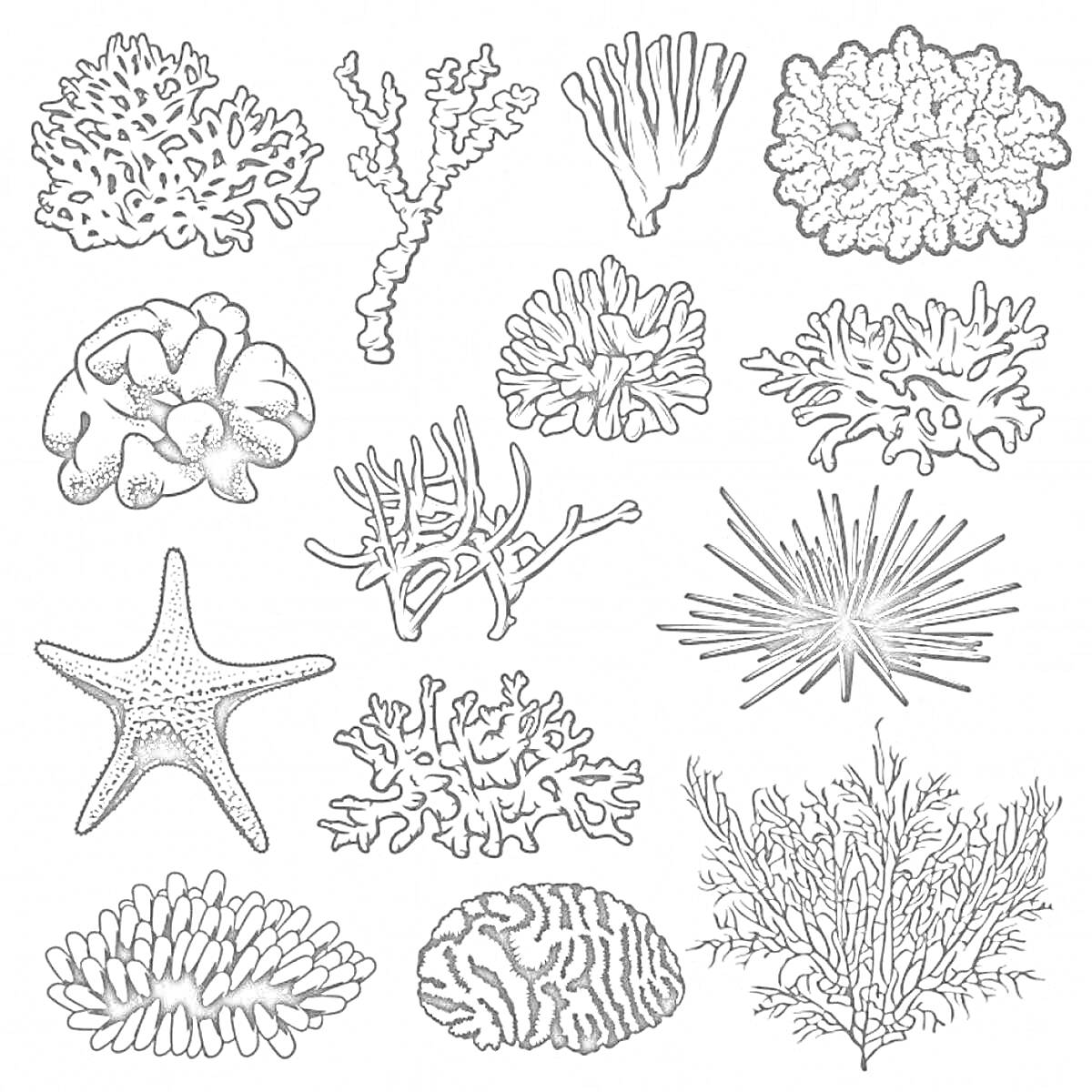 На раскраске изображено: Кораллы, Морская звезда, Морские растения, Морская жизнь, Подводный мир